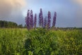 Wild flowers of lupines against the background of a bright blue sky Royalty Free Stock Photo