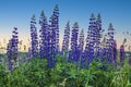 Wild flowers of lupines against the background of a bright blue sky Royalty Free Stock Photo