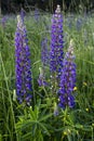 Wild flowers of lupines. Nature. Landscape Royalty Free Stock Photo