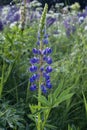 Wild flowers of lupines. Nature. Landscape Royalty Free Stock Photo