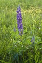 Wild flowers of lupines. Nature. Landscape Royalty Free Stock Photo