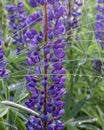 Wild flowers of lupines. Nature. Landscape Royalty Free Stock Photo