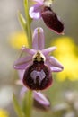 Wild flowers macro ophrys arachnitiformis orchidaceae fifty megapixels printables art