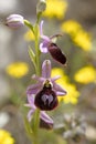 Wild flowers macro ophrys arachnitiformis orchidaceae fifty megapixels printables art