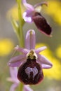 Wild flowers macro ophrys arachnitiformis orchidaceae fifty megapixels printables art