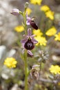 Wild flowers macro ophrys arachnitiformis orchidaceae fifty megapixels printables art