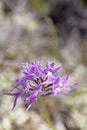 Wild flowers macro ophrys italicum orchidaceae fifty megapixels printables art