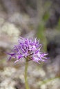 Wild flowers macro ophrys italicum orchidaceae fifty megapixels printables art