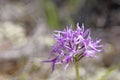 Wild flowers macro ophrys italicum orchidaceae fifty megapixels printables art