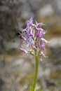 Wild flowers macro ophrys italicum orchidaceae fifty megapixels printables art