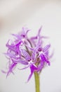 Wild flowers macro ophrys italicum orchidaceae fifty megapixels printables art