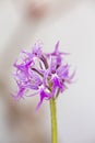 Wild flowers macro ophrys italicum orchidaceae fifty megapixels printables art