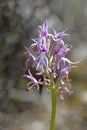 Wild flowers macro ophrys italicum orchidaceae fifty megapixels printables art