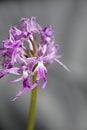 Wild flowers macro ophrys italicum orchidaceae fifty megapixels printables art