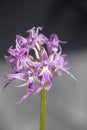 Wild flowers macro ophrys italicum orchidaceae fifty megapixels printables art