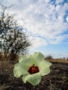 Wild flowers in Madikwe Game Reserve, South Africa