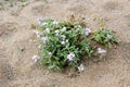 Wild flowers Matthiola sinuata close-up