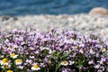 Wild flowers Matthiola sinuata close-up