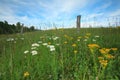 Wild flowers in the meadow Royalty Free Stock Photo