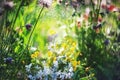 Wild flowers of the meadow anemones in nature. Natural summer background with wildflowers in the meadow in the morning sun close- Royalty Free Stock Photo