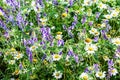 Wild flowers in the meadow Royalty Free Stock Photo