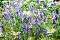 Wild flowers in the meadow Royalty Free Stock Photo