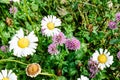 Wild flowers in the meadow