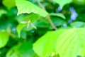 Wild flowers meadow grasses, mosquito sits on the leaves of a tree, green summer field, natural, environmental concept, nature Royalty Free Stock Photo