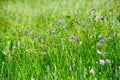 The wild flowers in the meadow Royalty Free Stock Photo