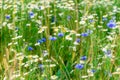 Wild flowers on meadow. Summer day on field of grass. Russian field, summer landscape, cornflowers and chamomiles Royalty Free Stock Photo