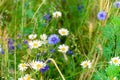 Wild flowers on meadow. Summer day on field of grass. Russian field, summer landscape, cornflowers and chamomiles Royalty Free Stock Photo