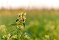 Wild flowers on meadow. Summer day on field of grass. Russian field, summer landscape, cornflowers and chamomiles Royalty Free Stock Photo