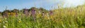 Wild flowers in the meadow with sun rays Royalty Free Stock Photo