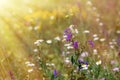 Wild flowers in the meadow with sun rays Royalty Free Stock Photo