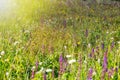 Wild flowers in the meadow with sun rays Royalty Free Stock Photo