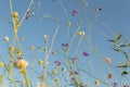 Wild flowers at the meadow