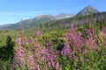 Wild flowers on mountain meadow in Tatras Royalty Free Stock Photo