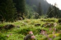 Wild flowers in the mountains Royalty Free Stock Photo