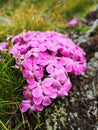 Pink wild flowers in the mountains.