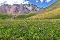 Wild flowers mountains meadow alpine hills Royalty Free Stock Photo