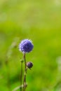 Wild flowers on the mountains in summer day Royalty Free Stock Photo