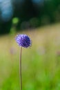 Wild flowers on the mountains in summer day Royalty Free Stock Photo