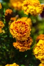 Wild flowers on the mountains in summer day Royalty Free Stock Photo