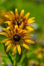 Wild flowers on the mountains in summer day Royalty Free Stock Photo