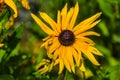 Wild flowers on the mountains in summer day Royalty Free Stock Photo