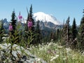 Wild Flowers and Mt. Rainier