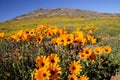 Wild Flowers - Namaqualand, South Africa Royalty Free Stock Photo