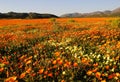 Wild flowers in Namaqualand, South Africa Royalty Free Stock Photo