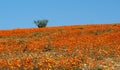 Wild flowers in Namaqualand, South Africa Royalty Free Stock Photo