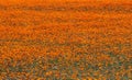 Wild flowers in Namaqualand, South Africa Royalty Free Stock Photo